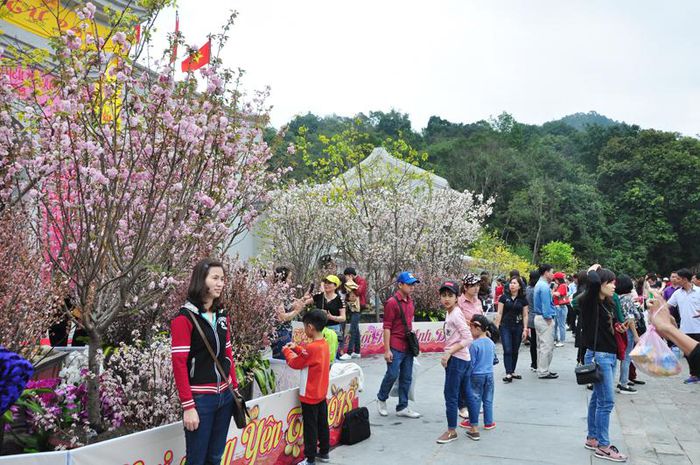 Lễ hội hoa anh đào- Quảng Ninh